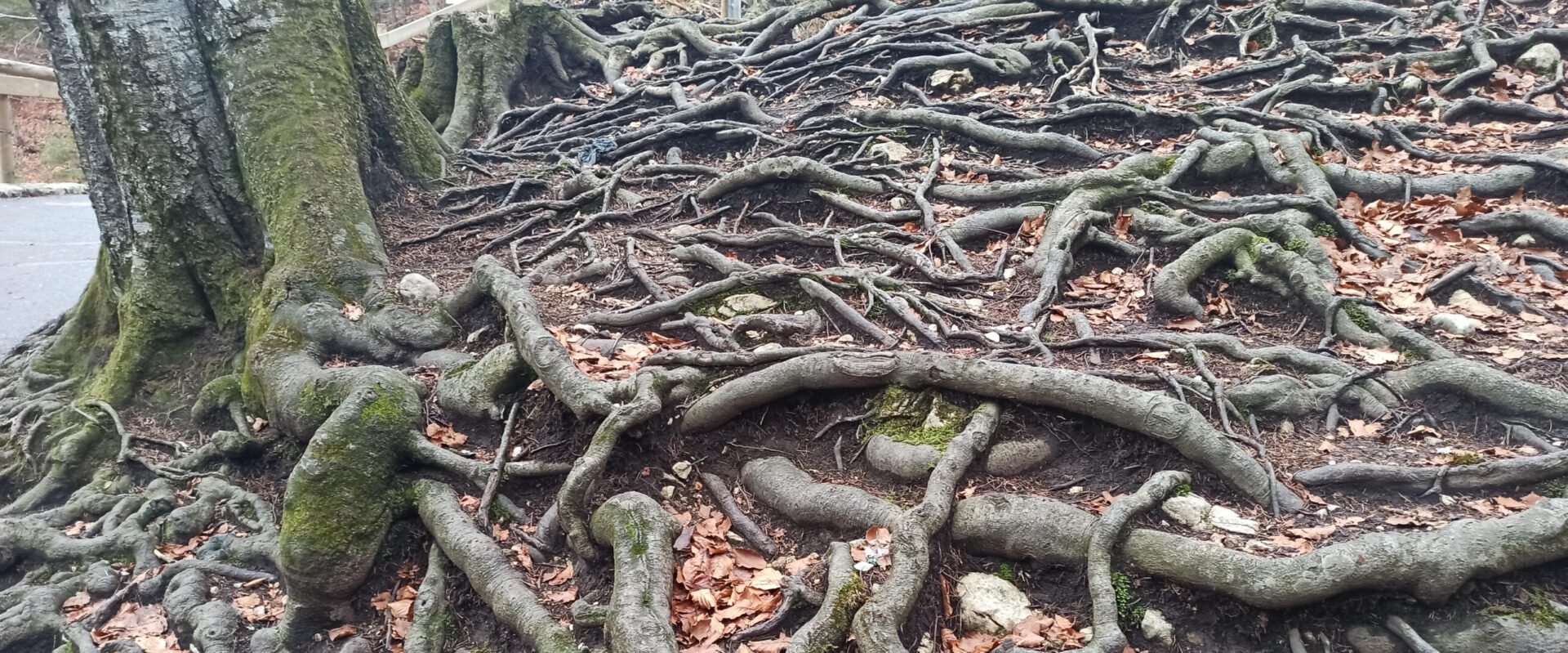 Was ist Evolutionspädagogik®?
